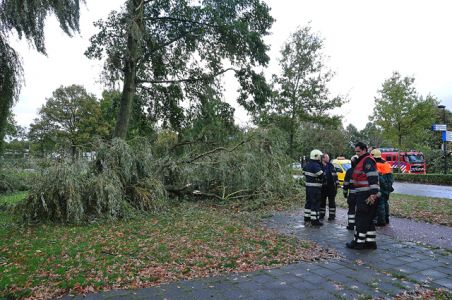 Boom op fietspad aan de Akkerlaan Waalwijk