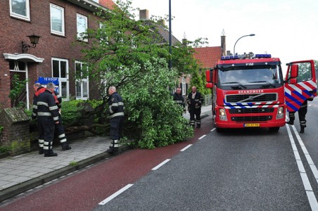 Boom op wegdek aan de Wilhelminastraat Waalwijk