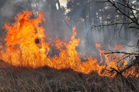 Zeker 50 hectare verwoest bij brand in bossen aan de Drunenseweg Waalwijk