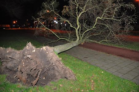 Wind legt boom plat aan de Akkerlaan Waalwijk