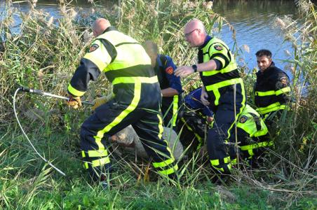 Brandweer voorkomt dat schaap snelweg A59 bij Waalwijk op rent