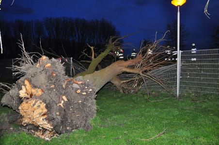 Flinke boom op wegdek aan de Zomerdijk Waalwijk