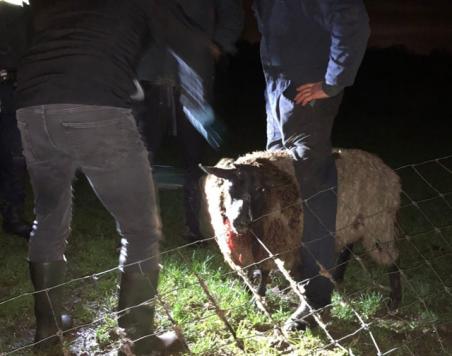 Schaap raakt zwaargewond na aanval door hond in Waalwijk