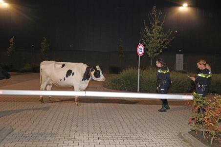 Drie koeien ontsnapt uit weiland en gaan bedrijventerrein op aan de Industrieweg Waalwijk
