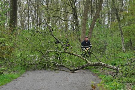 Boom valt bijna op fietser aan de Vijverlaan Waalwijk