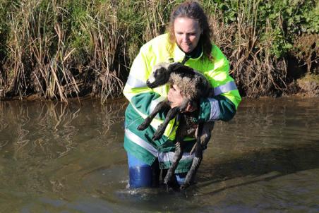 Lammetje gered uit sloot door dierenambulance aan de Visbankweg Waalwijk