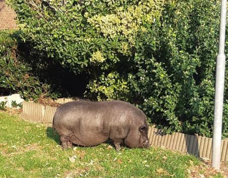 Politie rukt uit voor loslopend varken aan de Guido Gezellestraat Waalwijk
