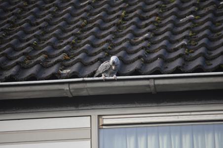 Brandweer Waalwijk doet vergeefse poging om vermiste papegaai te redden: ,,Het is echt mijn alles&quot;