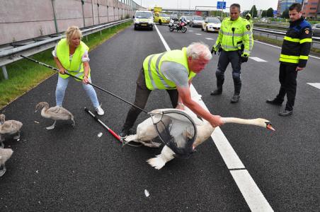 Zwanenfamilie gaat niet aan de kant voor auto&#039;s op de A59 bij Waalwijk