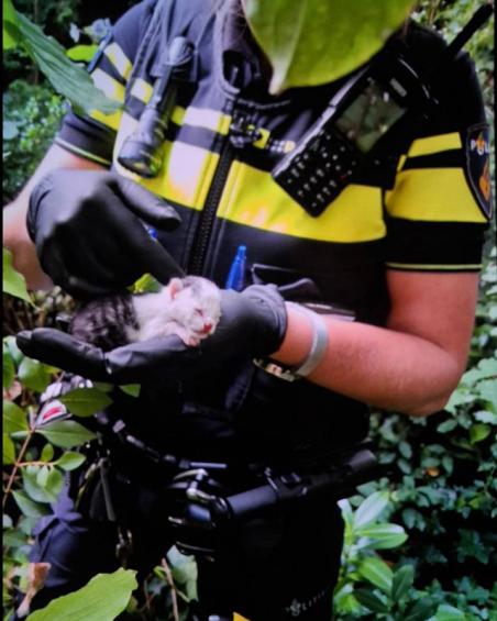 Drie kittens aangetroffen in Waalwijkse wijk Besoyen