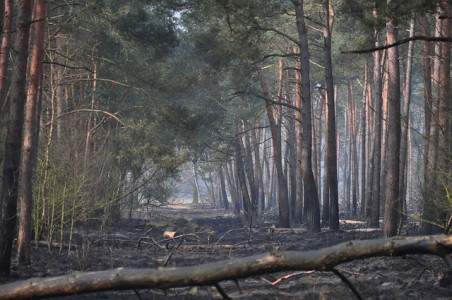 Dag na de grote brand in bossen aan de Drunenseweg Waalwijk