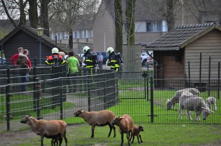 Gaslek door ijverige medewerker van kinderboerderij in Waalwijk