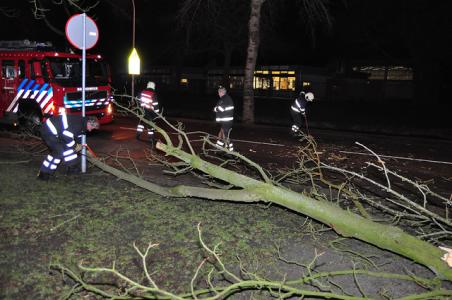 Flinke tak op wegdek aan de Beethovenlaan Waalwijk