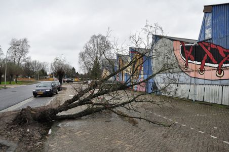 Boom valt om op parkeerplaats bij schoenenmuseum aan de Elzenweg Waalwijk